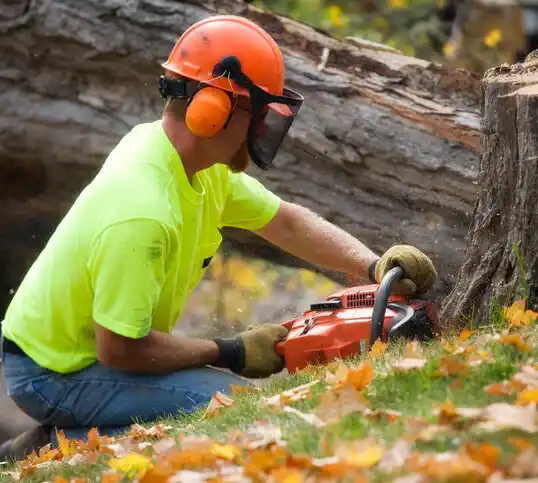 tree services Robinwood